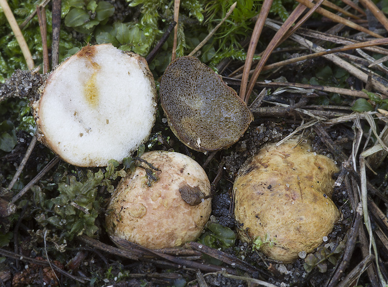 Rhizopogon vulgaris